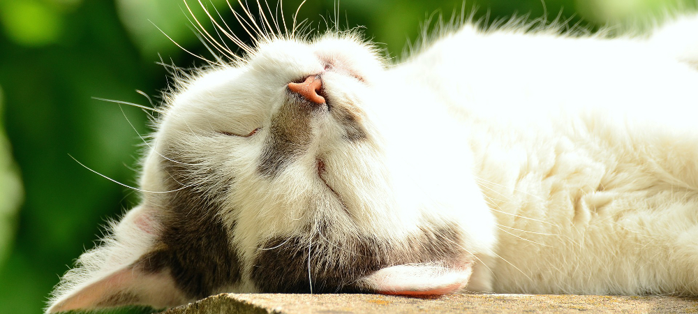 cat sitter garde de chat lyon