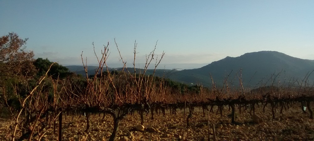 Vignes