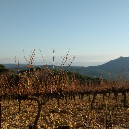 Montmirail Vaucluse Vigne Provence