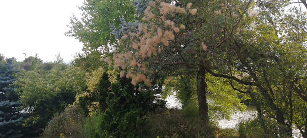 jardin-du-bois-marquis-arbre