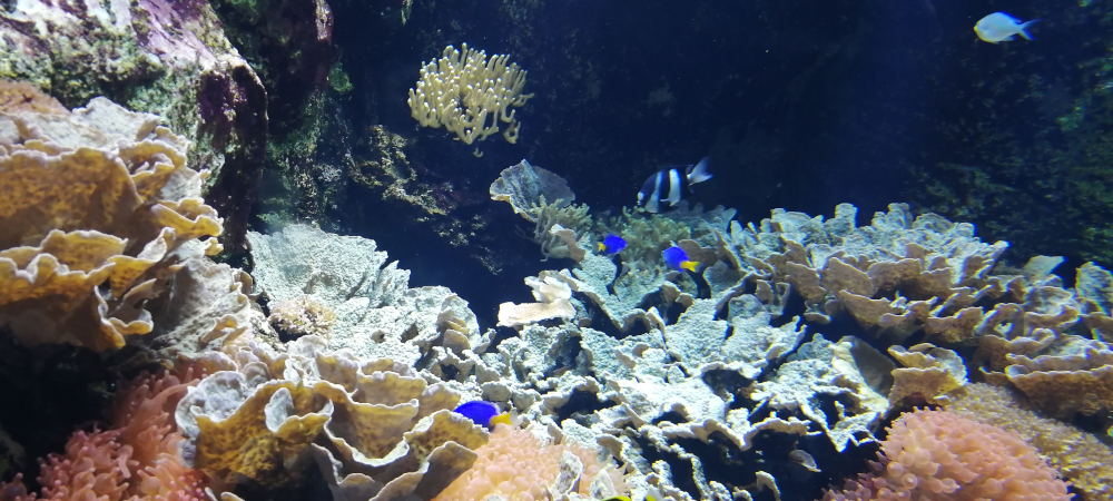 aquarium-lyon-famille