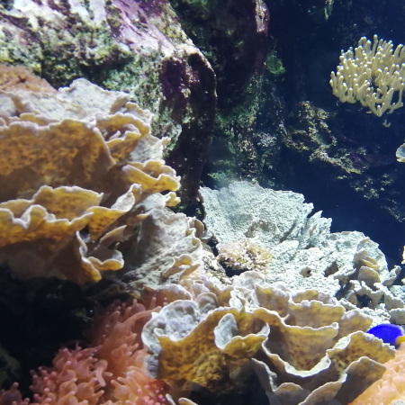 Aquarium de Lyon en famille : explorez les mystères de l’océan !