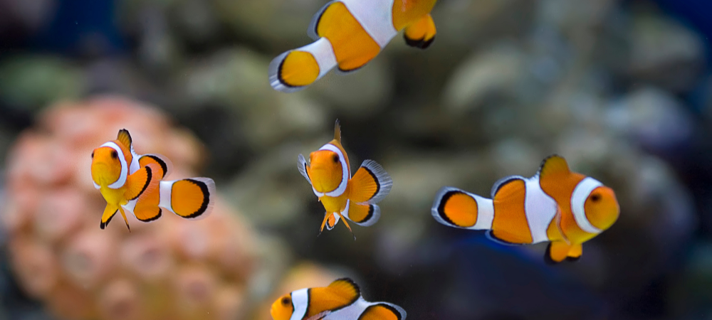 aquarium de lyon poisson clown