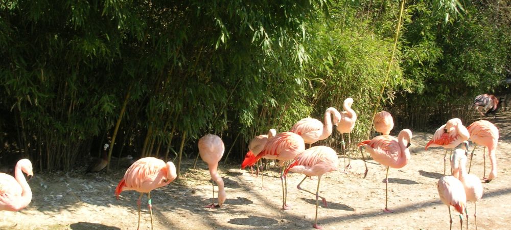 que faire dimanche lyon enfants parc oiseaux